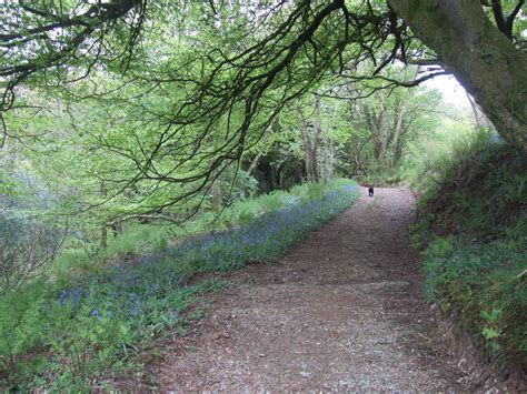 Free Images Landscape Tree Nature Path Walking Wood Track