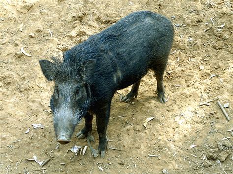 Invasive Species Of The Day Series March 5th Wild Hogs And Water