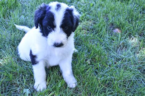 Of course, like most dog breeders, you need to fill out a questionnaire or application. Bordoodle Puppies For Sale | West Valley City, UT #308949