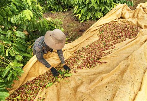 Jump to navigation jump to search. Discover Costa Rica Tour: Coffee Plantation, Dairy Farm, Cheese Factory & Nature | Zicasso