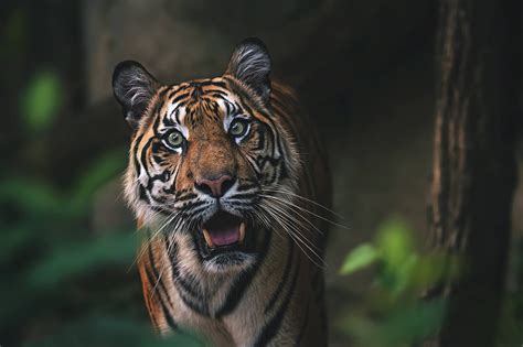 Tiger Hd Iphone Wallpapers Wallpaper Cave Riset