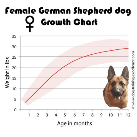 Amazing German Shepherd Facts