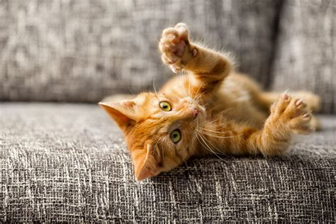 Cat Declawing Pros Cons And Safer Alternatives Shallowford Animal