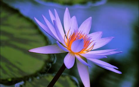 Water Lily Hd Wallpapers And Background Images Yl Computing
