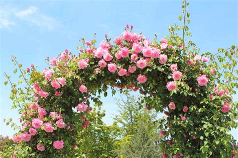 Pink Rose Arbor Kellogg Garden Organics