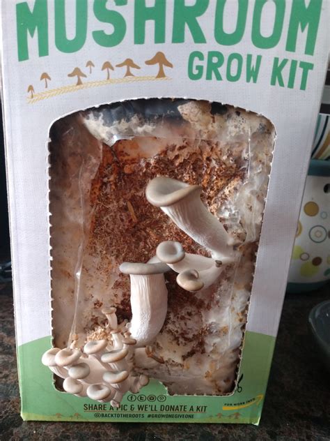 Back to the Roots Mushroom Grow Kit - Central Minnesota Mom