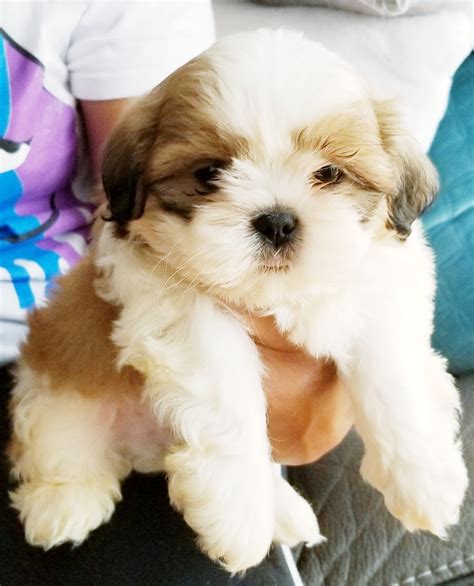 Shih Tzu Puppies For Sale St Louis Mo 333902