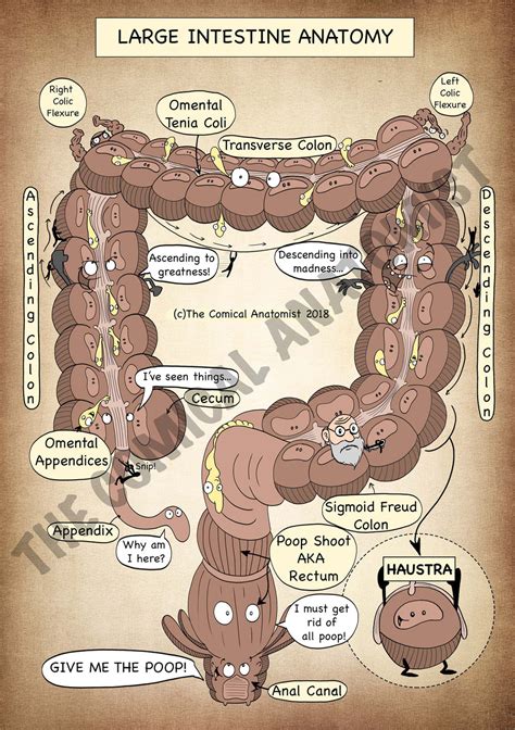 Large Intestine A4 Printable Poster The Comical Anatomist Shop