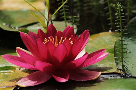 Check spelling or type a new query. 21 Awesome Pond Plants For Your Dream Water Garden