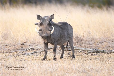 Warthog In The Grasslands Of Kruger National Park South A Flickr