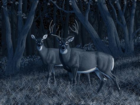 Midnight Stroll Whitetail Deer At Night Painting By Crista Forest