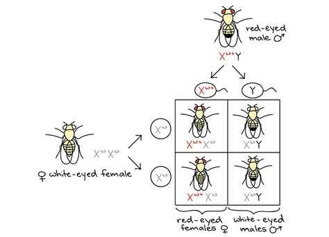 Many health conditions are thought to be related to changes in genes expressed on the y chromosome. Allele frequency monohybrid cross example