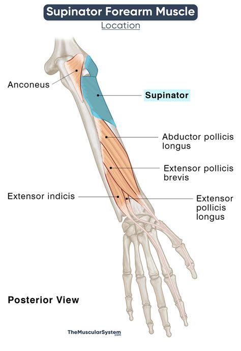 Supinator Action Origin Insertion And Innervation