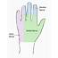 Hand Anatomy Overview  Bones Blood Supply Muscles Geeky Medics