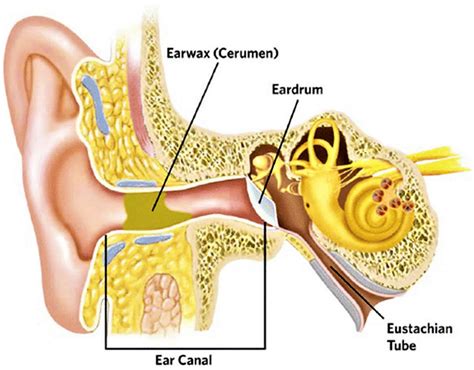 Impacted Ear Wax Causes Symptoms Diagnosis Home Treatment And Medical