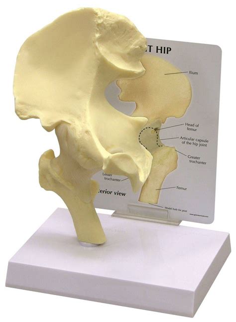 Hip And Hip Joint Laminated Anatomy Chart