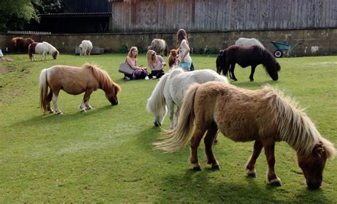 Miniature Pony Centre A Fun Day Out