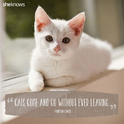 50 Cat Quotes That Only Feline Lovers Would Understand Kitten Quotes