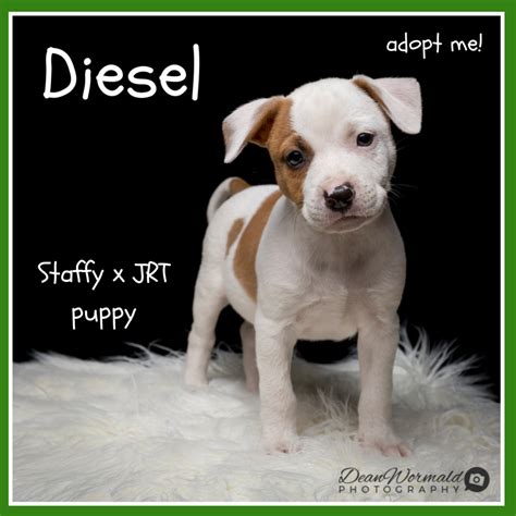 Diesel Staffy X Jack Russell On Trial 30318 Medium Male Jack