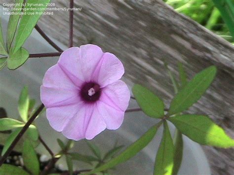 Plantfiles Pictures Ipomoea Species Morning Glory Wrights Morning