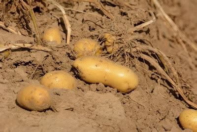 Pflanzt man verschiedene sorten unterschiedlicher reifegruppen, kann man über einen langen zeitraum frische kartoffeln ernten. Kartoffeln pflanzen | Wachstum, anlegen säen & ernten