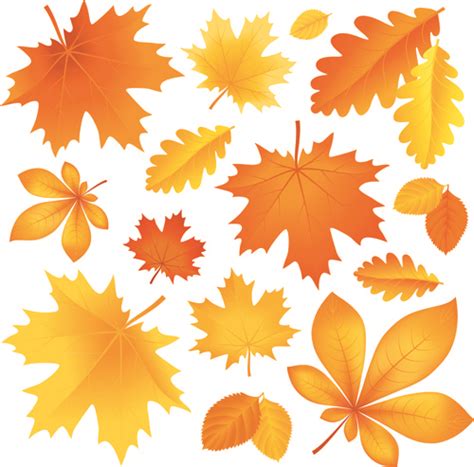 Beautiful Autumn Leaves Vector Vectors Graphic Art Designs In Editable