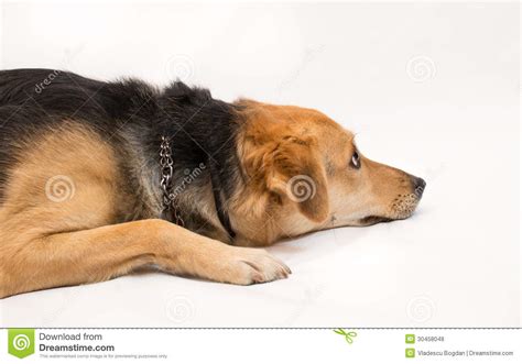 Dog Profile Isolated On White Stock Photo Image Of