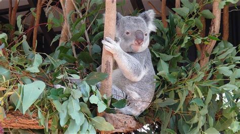 Brisbane Lone Pine Koala Sanctuary 4k Lone Pine Koala Sanctuary
