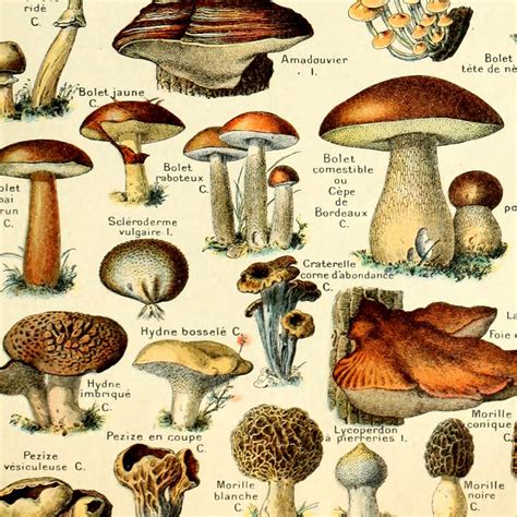 Meishe Art Vintage Poster Print Mushrooms Champignons Identification