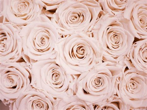 Rose Gold Laptop Wallpapers Top Free Rose Gold Laptop Backgrounds