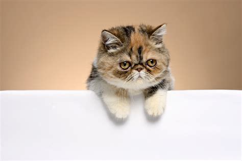 205 Exotic Shorthair Cat Photos And Premium High Res Pictures Getty