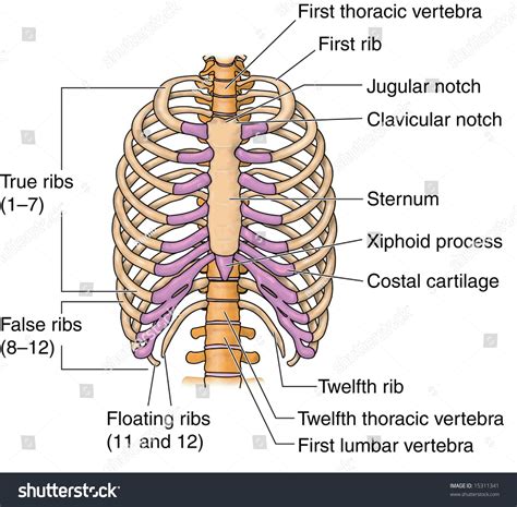Human Rib Bones Labeled Stock Illustration 15311341 Shutterstock
