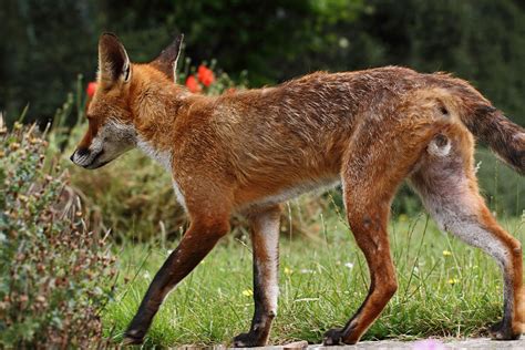 How To Tell The Difference Between Male And Female Foxes Everything