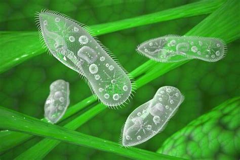 Qué Son Los Microbios Y Sus Características