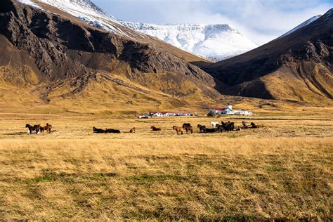 Icelandic Countryside In Autumn Scenic Rural Landscape In Iceland On