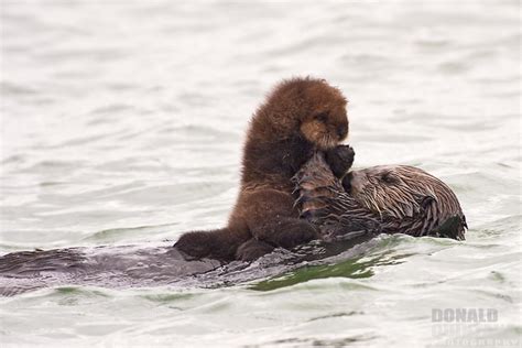 Photo Of The Day Sea Otter Mother And Pup The National Wildlife