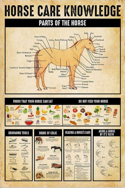 Horse Care Knowledge Poster Horse Care Horse Posters Horses