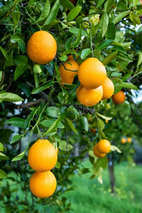 Ripe Oranges In The Branches Of A Citrus Grove Agriculture Stock