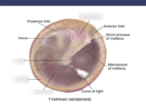 How Does The Tympanic Membrane Work Vrogue Co
