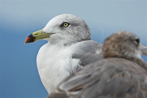 Seagull Bird Animal Free Photo On Pixabay
