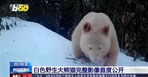 Rare Albino Panda Spotted In China And More Of Todays Top Videos