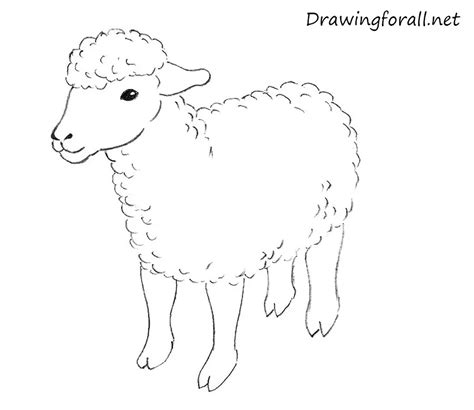 How To Draw A Sheep For Kids