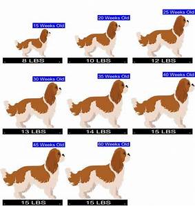 How Much Should Cavalier King Charles Spaniel Weigh Cavalier King