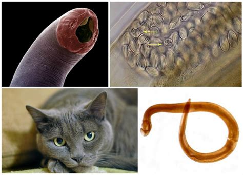 The Main Signs And Symptoms Of Worms In Cats Pets Wiki
