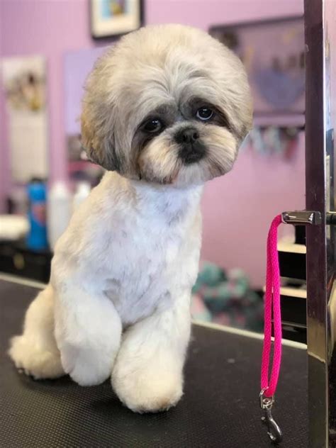 Puppy Grooming Image By Kim Veilleux On Asian Fusion