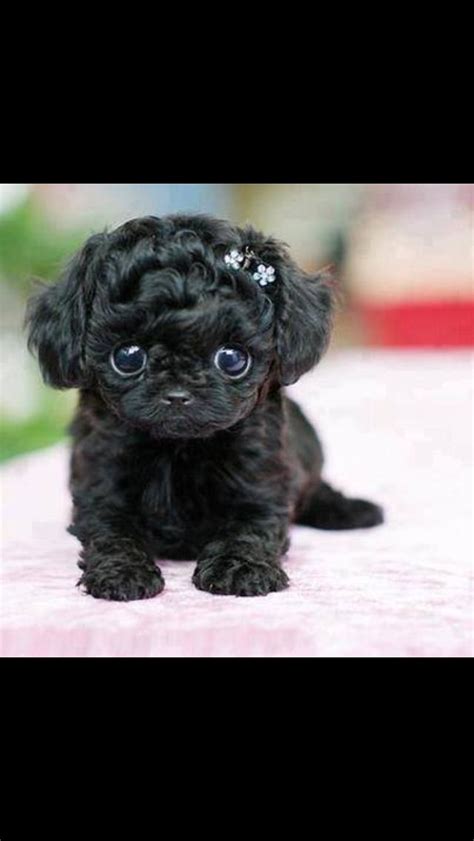 Black Shih Poo Puppy Best Puppies Cute Puppies Dogs And Puppies Cute