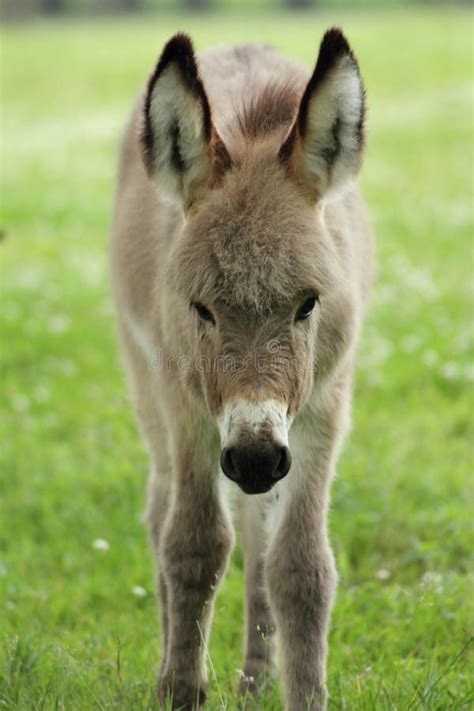 Little Grey Donkey Stock Image Image Of Nature Small 31393275
