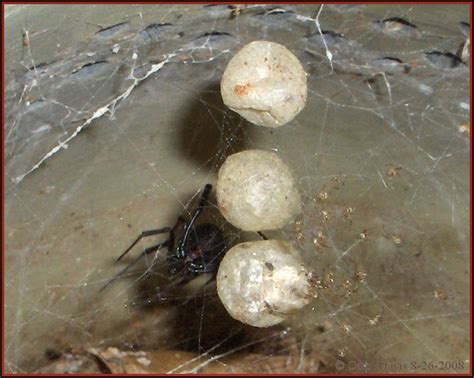 Black widow spiders are very protective of their egg sacs but rarely bite humans. Black Widow hatchlings from three egg sacs in Southern Utah