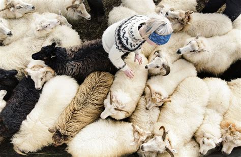 Iceland Sheep Roundup — Rebecca Stumpf Montana And Colorado Editorial