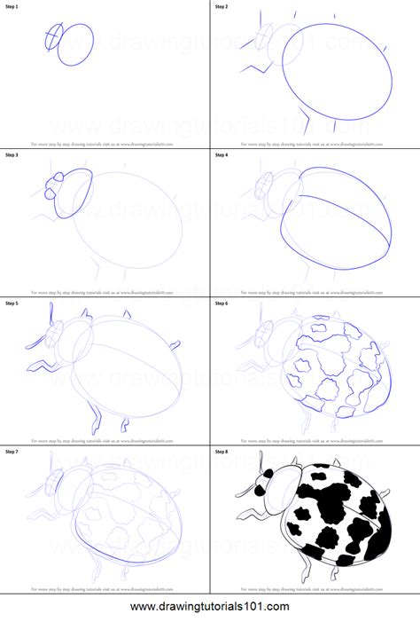 How To Draw A Harlequin Ladybird Printable Step By Step Drawing Sheet